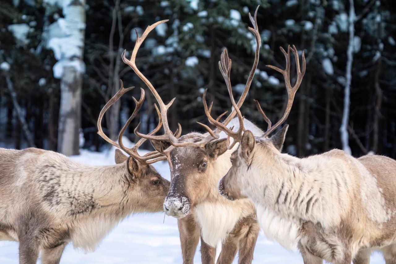 Vila Pleasant Acres Reindeer Ranch Pleasant Valley Exteriér fotografie