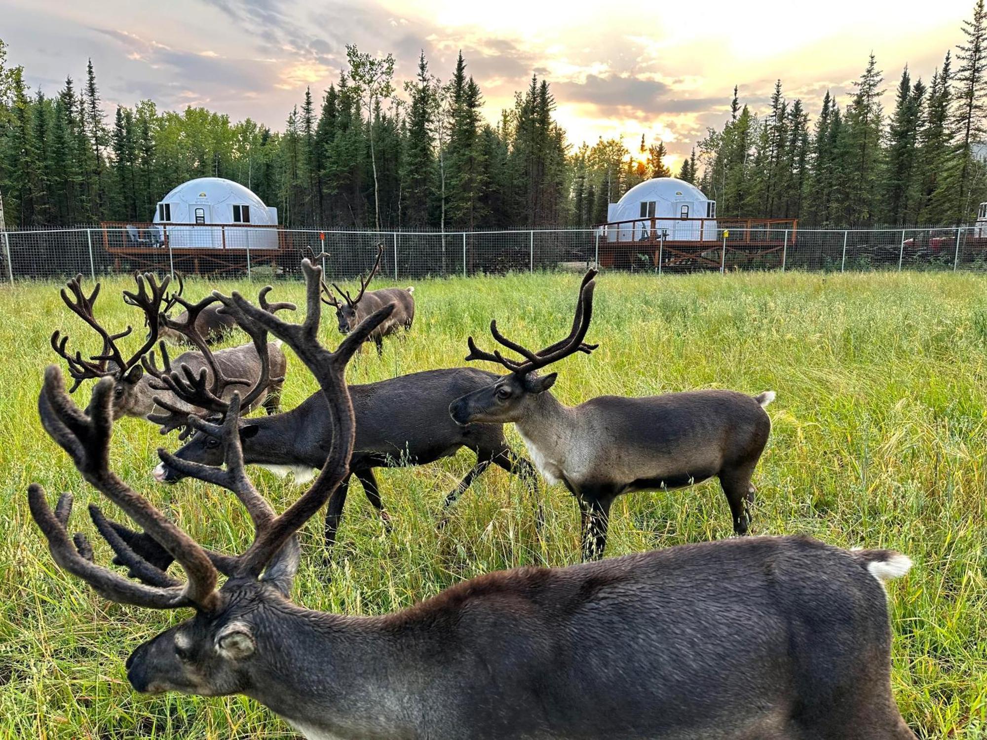 Vila Pleasant Acres Reindeer Ranch Pleasant Valley Exteriér fotografie